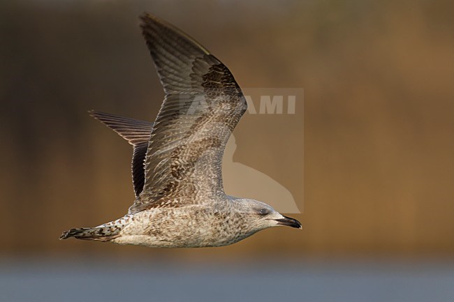 Juveniele Geelpootmeeuw in de vlucht; Juvenile Yellow-legged Gull in flight stock-image by Agami/Daniele Occhiato,