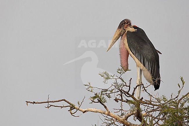 Resting marabou stork (Leptoptilos crumenifer) on top of a acacia tree stock-image by Agami/Mathias Putze,