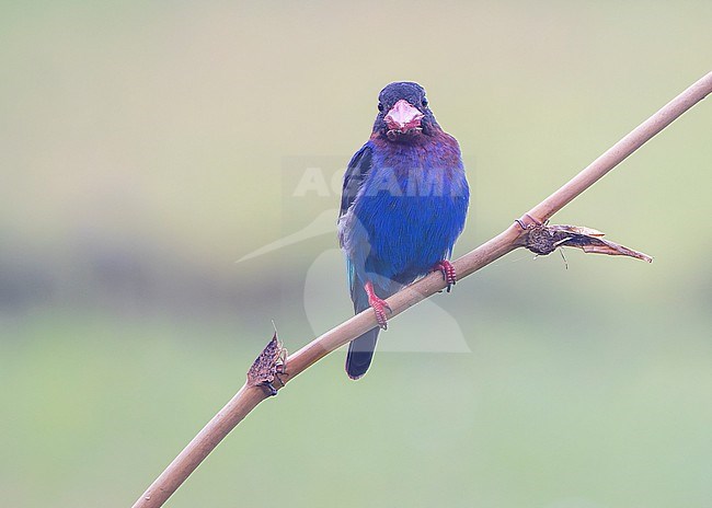 Javan Kingfisher (Halcyon cyanoventris) seen from the front. stock-image by Agami/Lennart Verheuvel,
