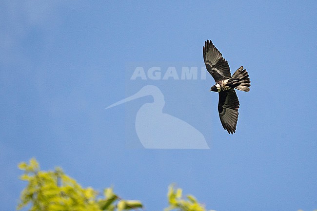 Black Baza, Aviceda leuphotes, in flight in Thailand. stock-image by Agami/Pete Morris,