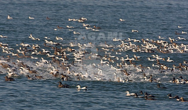 Groep vluchtende Eiders; Group Common Eiders on the move stock-image by Agami/Arie Ouwerkerk,