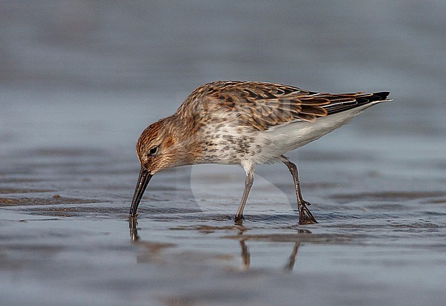 Foraging Dunlin (Calidris alpina alpina) during autumn migration on the beach of IJnuiden in the Netherlands. stock-image by Agami/Marc Guyt,
