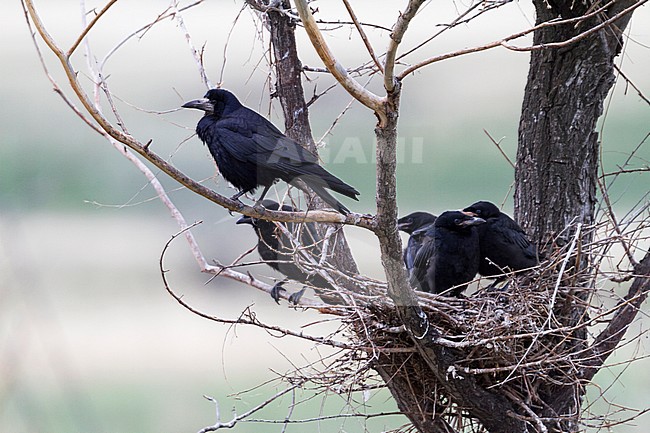 Rook - Saatkrähe - Corvus frugilegus ssp. frugilegus, Germany, adult and juvenile stock-image by Agami/Ralph Martin,