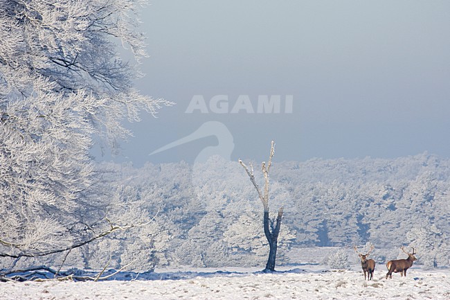 Edelhert in sneeuw; Red deer in snow stock-image by Agami/Kristin Wilmers,
