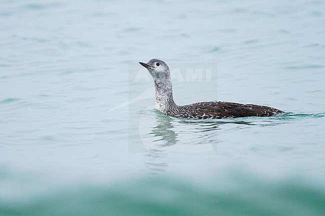 Red-throated Loon - Sterntaucher - Gavia stellata, Germany, adult moulting to winter plumage stock-image by Agami/Ralph Martin,