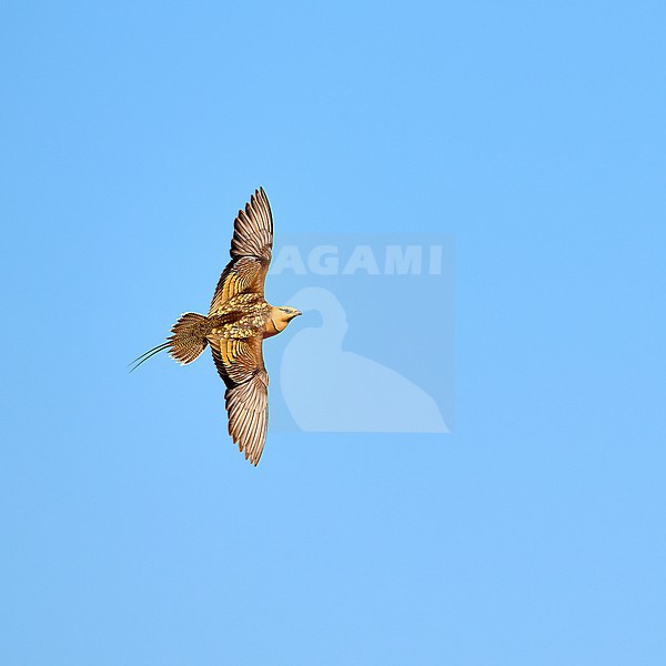 Pin-tailed Sandgrouse (Pterocles alchata) male flying against a blue sky as a background stock-image by Agami/Tomas Grim,