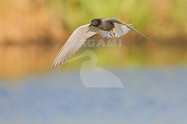 Zwarte Stern volwassen in vlucht; Black Tern adult flying stock-image by Agami/Menno van Duijn,
