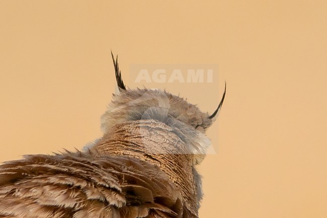 Temminck's Lark in southern Negev desert of Israel during spring migration. stock-image by Agami/Dubi Shapiro,