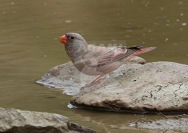 Woestijnvink bij een drinkplaats; Trumpeter Finch (Bucanetes githagineus crassirostris) at a drinking pool in Iran stock-image by Agami/James Eaton,