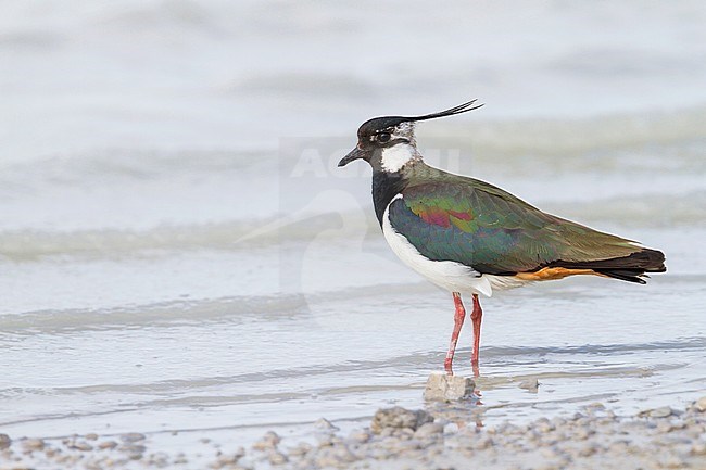 Kievit, Northern Lapwing, Vanellus vanellus, Austria, adult stock-image by Agami/Ralph Martin,