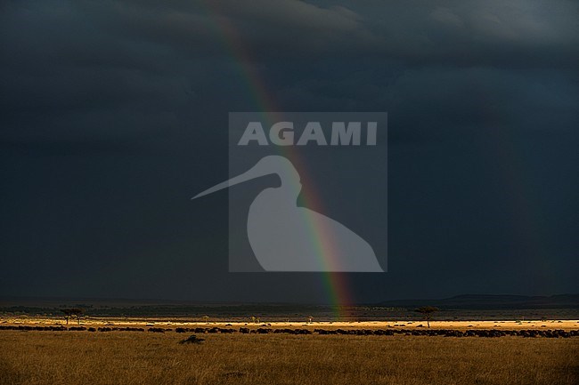 A herd of wildebeests, Connochaetes taurinus, under a stormy sky with a rainbow. Masai Mara National Reserve, Kenya. stock-image by Agami/Sergio Pitamitz,