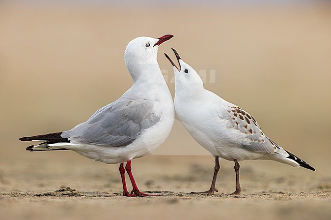 Adult and juvenile Red-billed Gull (Chroicocephalus scopulinus)  in Tawharanui Regional Park, Auckland, in the north-east of New Zealand, North Island. Begging young with its parent.
 stock-image by Agami/Rafael Armada,
