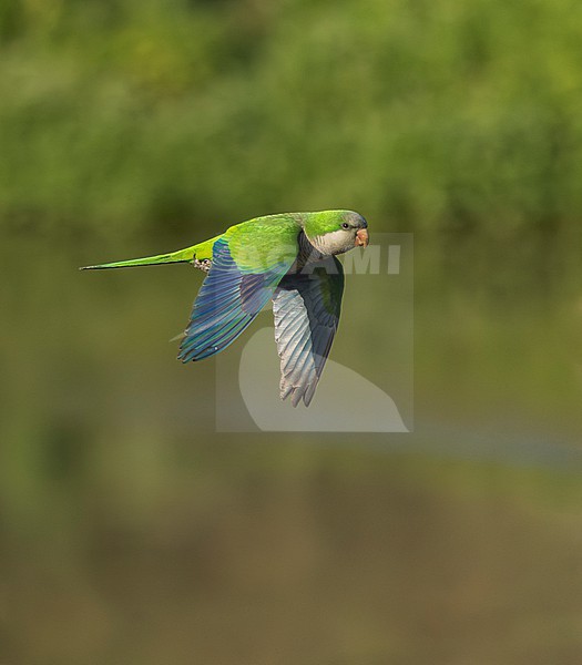 Monk parakeet (Myiopsitta monachus), also known as the Quaker parrot, in Spain. Introduced. stock-image by Agami/Marc Guyt,
