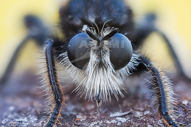 Laphria flava - Bumblebee Robberfly - Gelbe Raubfliege, Switzerland (Graubuenden), imago, female stock-image by Agami/Ralph Martin,