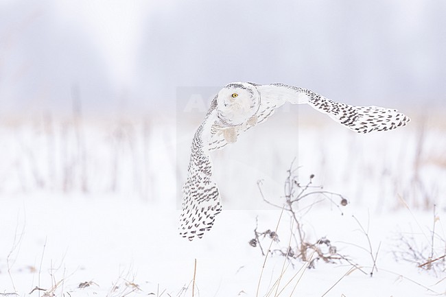 Snowy Owl (Bubo scandiacus) in snow covered landscape in Ontario Canada. stock-image by Agami/Marcel Burkhardt,