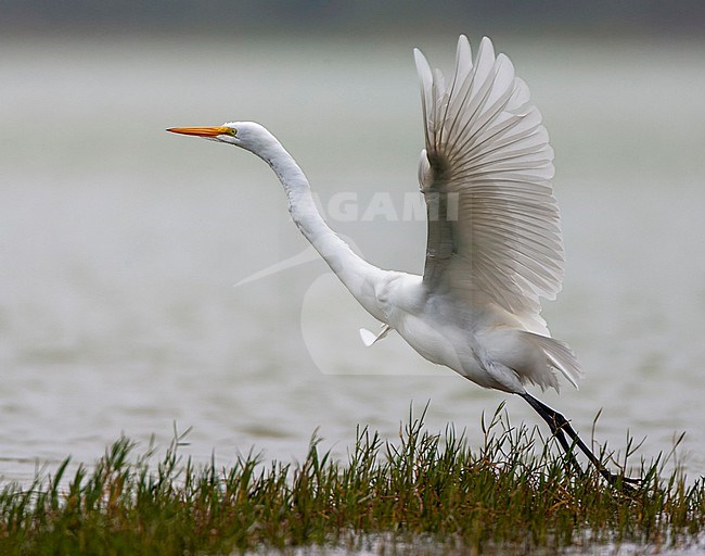 Great White Egret, Ardea alba, on the Azores. Possible American vagrant. stock-image by Agami/Marc Guyt,