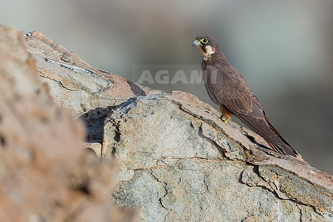 Eleonora's Falcon (Falco eleonorae), light morph adult perched on a rock stock-image by Agami/Saverio Gatto,