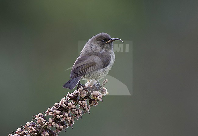 Eastern Double-collared Sunbird (Cinnyris mediocris) juvenile perched on a flower spike stock-image by Agami/Andy & Gill Swash ,