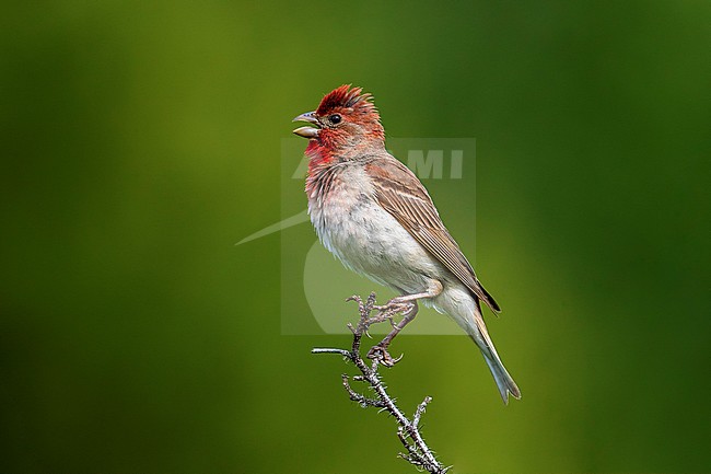 Adult male Common Rosefinch singing on a branch near Monetnyy, Russian Federation. June 2016. stock-image by Agami/Vincent Legrand,