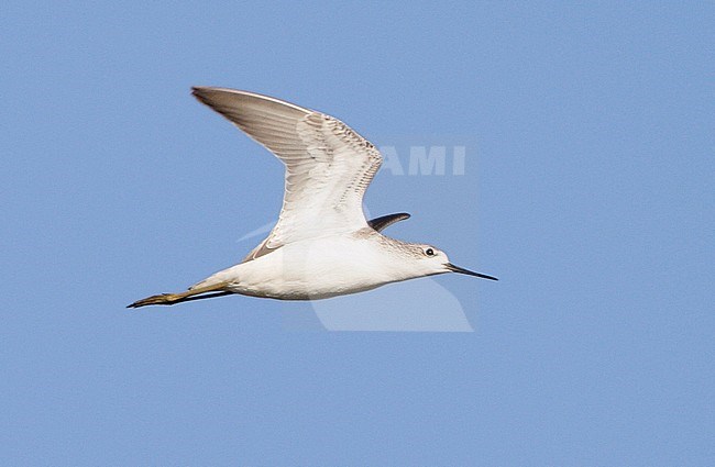 Juveniele Poelruiter in vlucht, Juvenile Marsh Sandpiper in flight stock-image by Agami/Mike Danzenbaker,