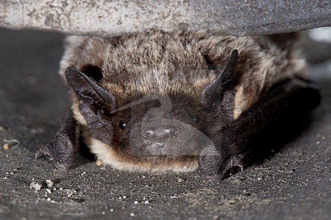 Tweekleurige Vleermuis, Parti-coloured Bat, Vespertilio murinus stock-image by Agami/Theo Douma,