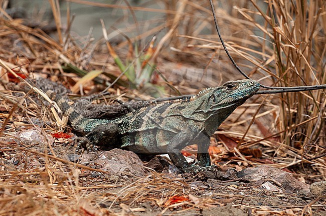 Portrait of a green iguana, Iguana iguana. Curu Wildlife Reserve, Costa Rica. stock-image by Agami/Sergio Pitamitz,