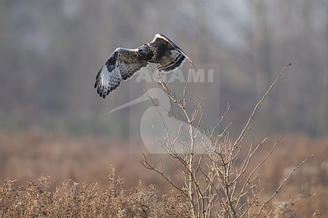 Ruigpootbuizerd opvliegend; Rough-legged Buzzard taking off stock-image by Agami/Han Bouwmeester,