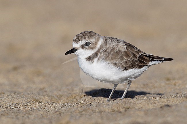 Adult non-breeding
Los Angeles Co., CA
September 2010 stock-image by Agami/Brian E Small,