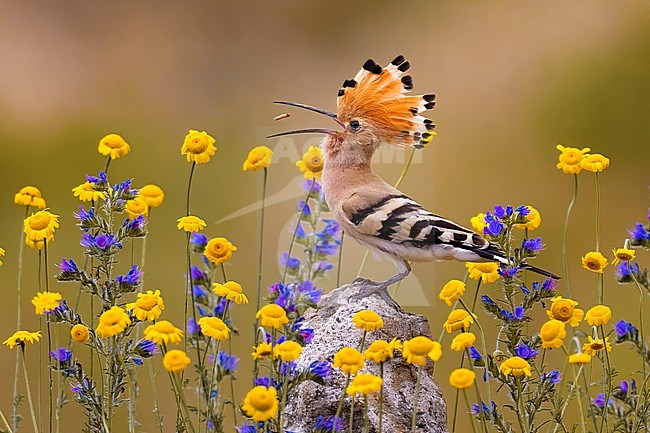 Eurasian Hoopoe (Upupa epops) in Italy. stock-image by Agami/Daniele Occhiato,