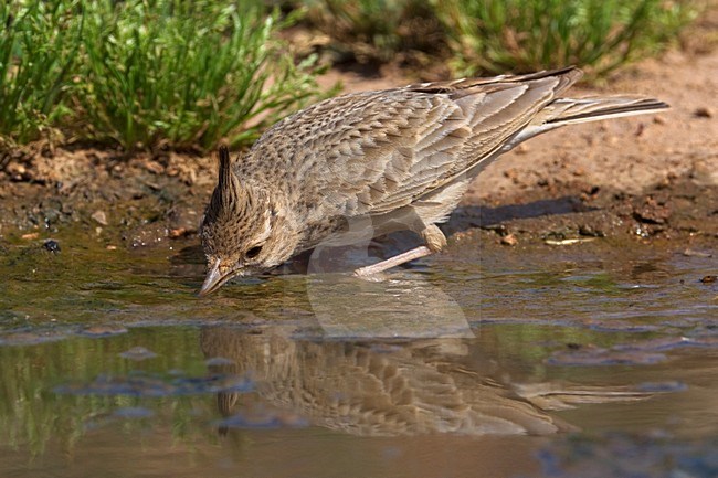 Kuifleeuwerik drinkend; Common Crested Lark drinking stock-image by Agami/Daniele Occhiato,