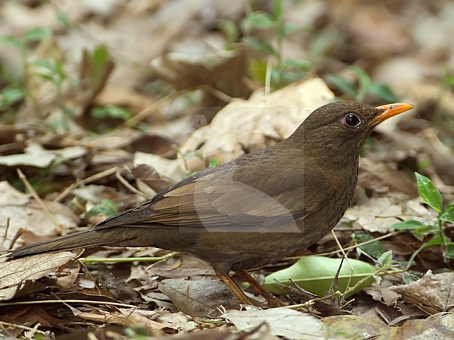 Vrouwtje Grijsvleugelmerel, Female Grey-winged Blackbird stock-image by Agami/Alex Vargas,