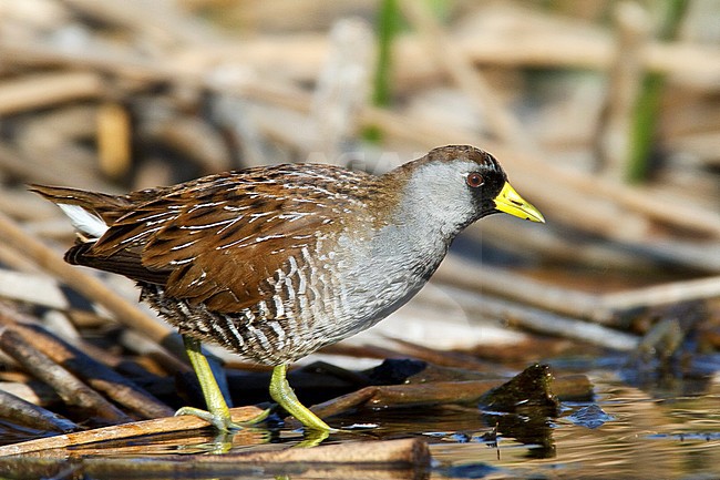 Adult 
Los Angeles Co., CA 
November 2009 stock-image by Agami/Brian E Small,