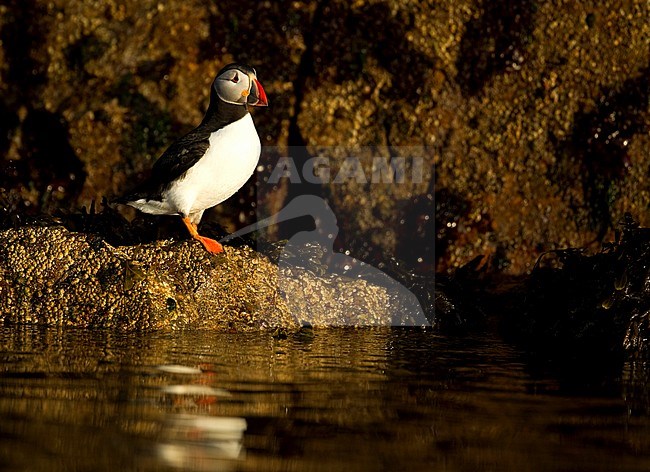 Papegaaiduiker, Atlantic Puffin stock-image by Agami/Danny Green,