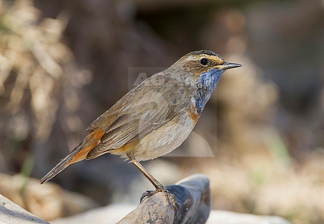 Bluethroat - Blaukehlchen - Cyanecula svecica, Morocco, male stock-image by Agami/Ralph Martin,