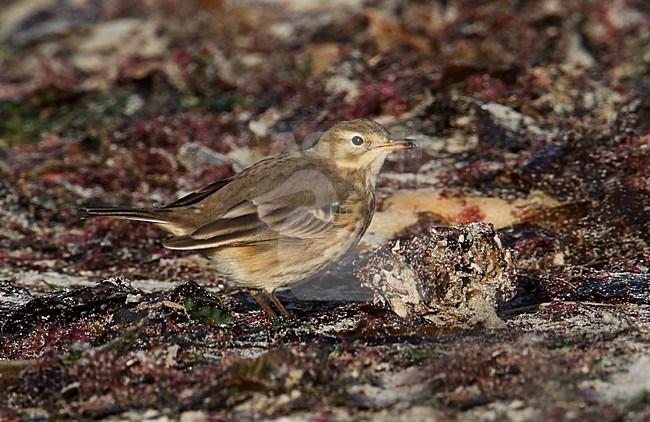 Amerikaanse Waterpieper, American Buff-bellied Pipit , Anthus rubescens rubescens stock-image by Agami/Hugh Harrop,