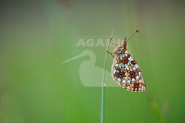 Small Pearl Bordered Fritillary; Boloria selene stock-image by Agami/Wil Leurs,