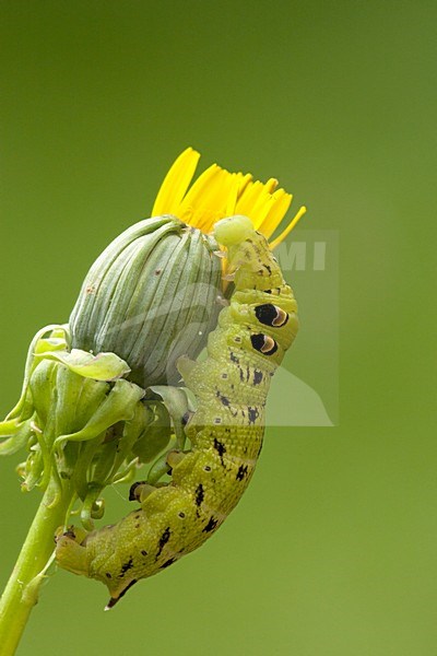 Rups van het Groot avondrood, Caterpillar of the Elephant Hawk-moth stock-image by Agami/Wil Leurs,