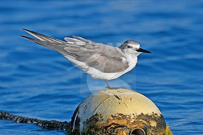 Spectacled tern (Onychoprion lunatus), also known as the grey-backed tern, standing on a buoy in tropical seas in Polynesia. stock-image by Agami/Pete Morris,