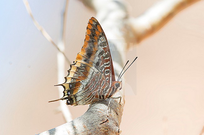 A Two Twailed Pasha (Charaxes jasius) sitting on a tree branch seen from the side with closed wings. stock-image by Agami/Jacob Garvelink,