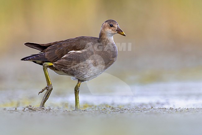 Immature Common Moorhen, Gallinula chloropus, in Italy. stock-image by Agami/Daniele Occhiato,