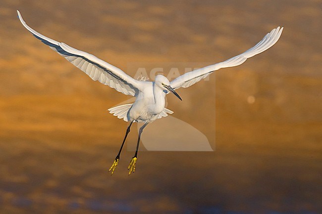 Garzetta (Egretta garzetta), adult in flight stock-image by Agami/Saverio Gatto,