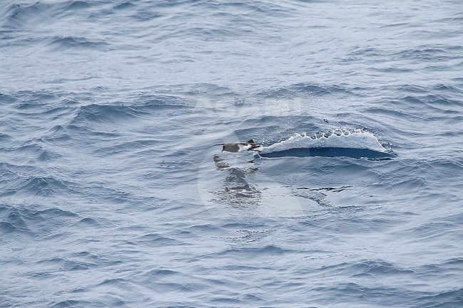 Black-bellied Storm Petrel (Fregetta tropica) foraging at sea, south of New Zealand. stock-image by Agami/Marc Guyt,