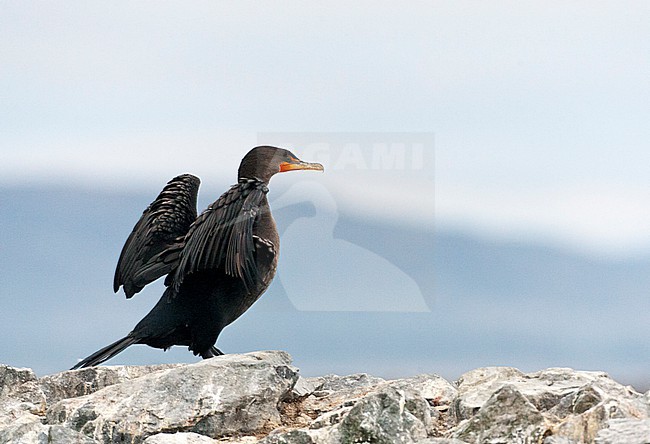 Farallon Double-crested Cormorant (Phalacrocorax auritus albociliatus) at the coast in Monterey Bay,  California, North America. stock-image by Agami/Marc Guyt,