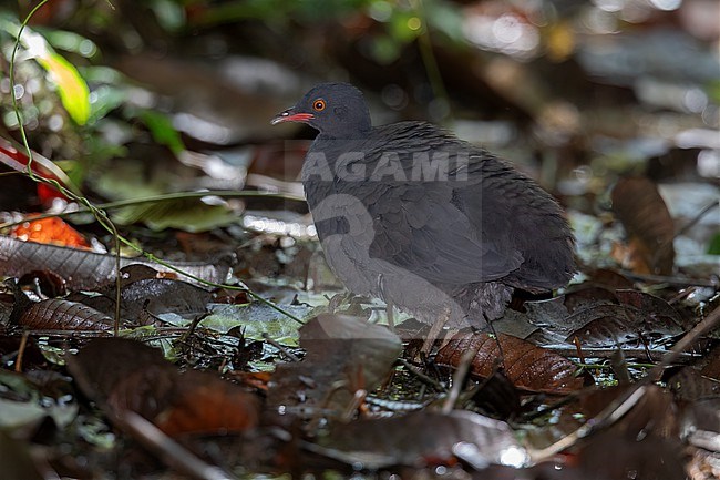 Berlepsch's Tinamou (Crypturellus berlepschi) at San Cipriano, Colombia.  A small blackish tinamou not often photographed. stock-image by Agami/Tom Friedel,
