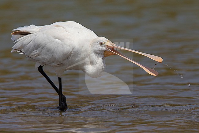 Eurasian Spoonbill, Santiago, Cape Verde (Platalea leucorodia) stock-image by Agami/Saverio Gatto,