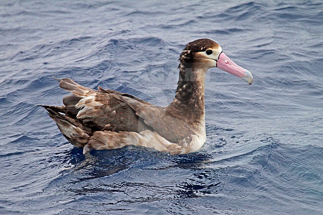 Stellers Albatros subadult zwemmend; Short-tailed Albatross subadult swimming stock-image by Agami/Pete Morris,