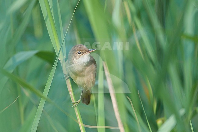 Common Reed Warbler - Teichrohrsänger - Acrocephalus scirpaceus ssp. scirpaceus, Germany stock-image by Agami/Ralph Martin,