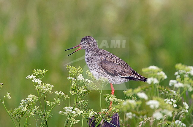 Tureluur zittend op een paal in een weiland; Common Redshank perched on a fench pole stock-image by Agami/Arie Ouwerkerk,
