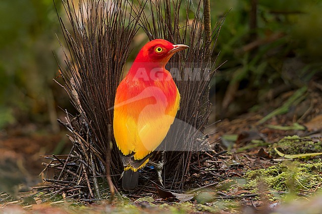 Flame Bowerbird (Sericulus ardens) Perched on the ground by a bower  in Papua New Guinea stock-image by Agami/Dubi Shapiro,