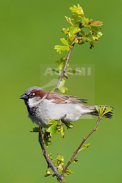 Mannetje Huismus; Male House Sparrow stock-image by Agami/Arnold Meijer,